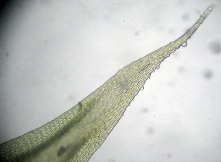 Muschio su salice - Leucodon sciuroides